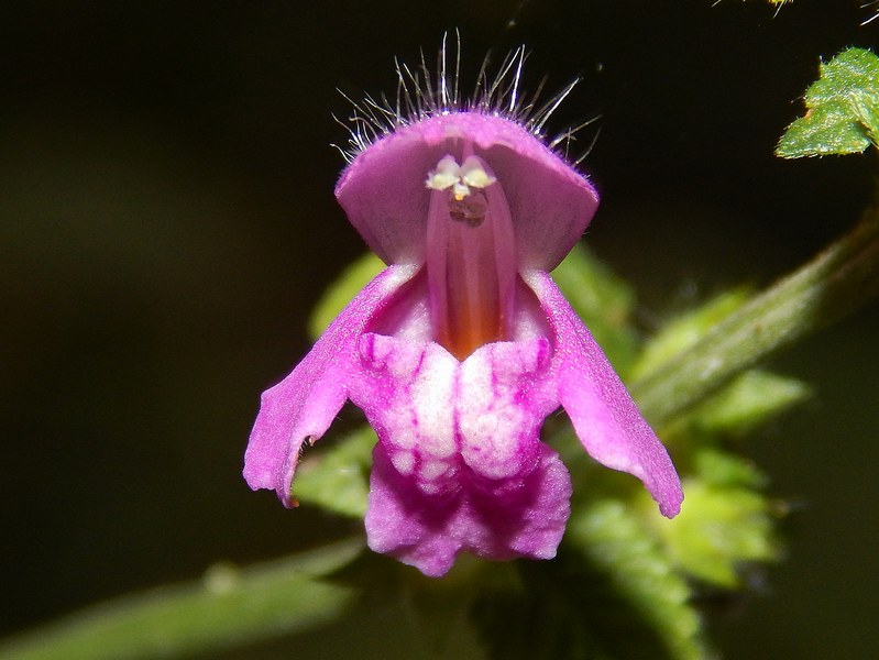 Galeopsis bifida